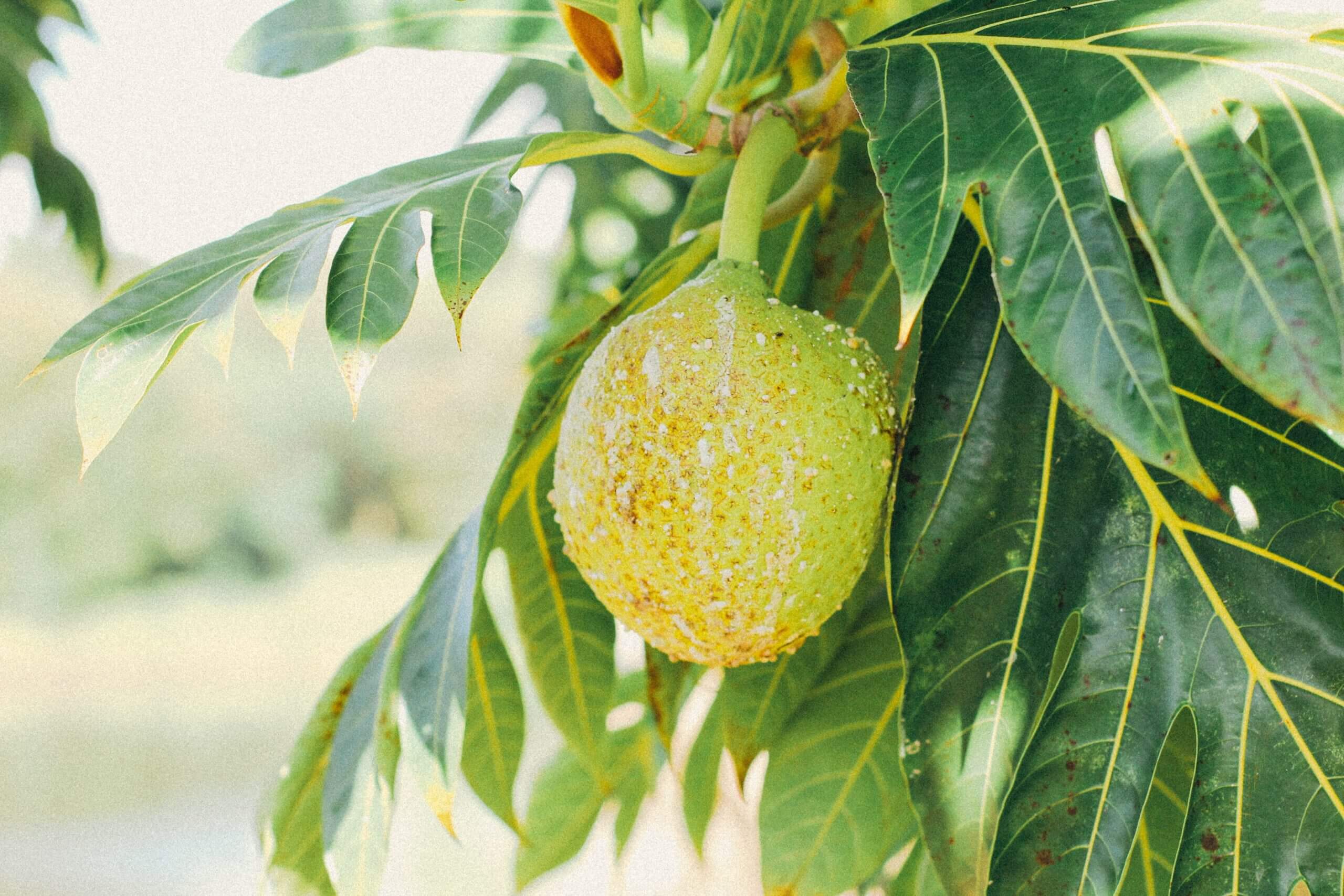 Iribov fruit